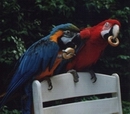 8(965) 380 – 13 – 11. Дрессированный попугай Ара