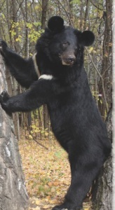фотосессия с медведем