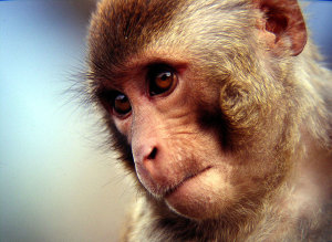 8-965-380-13-11 контактный зоопарк с обезьянами(1)
