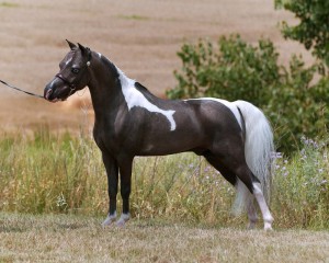 8-965-380-13-11 Американская миниатюрная лошадь 