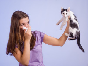 аллергия на домашних животных