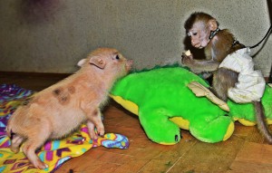 обезьянка и мини-пиги