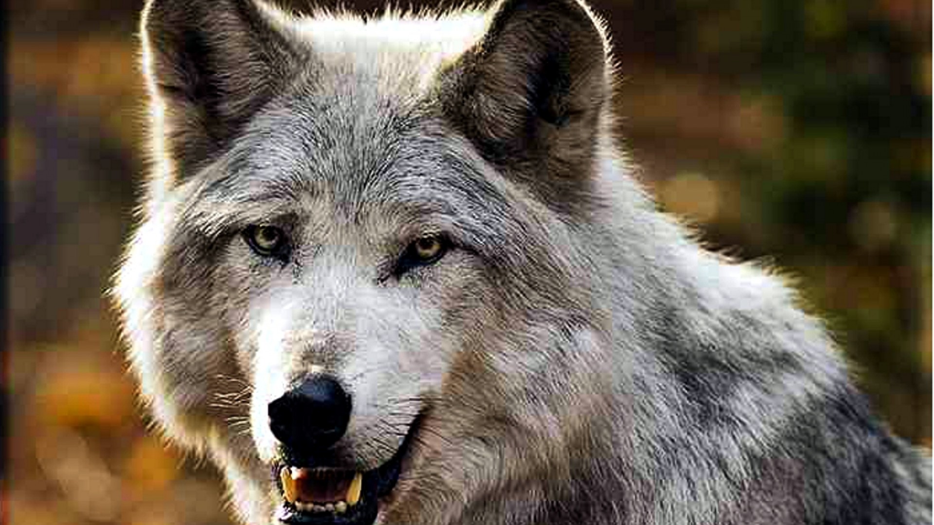 Тундровый волк — Аренда животных в Москве и Подмосковье