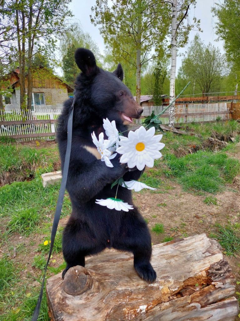 alt = "Шоу с медведем"