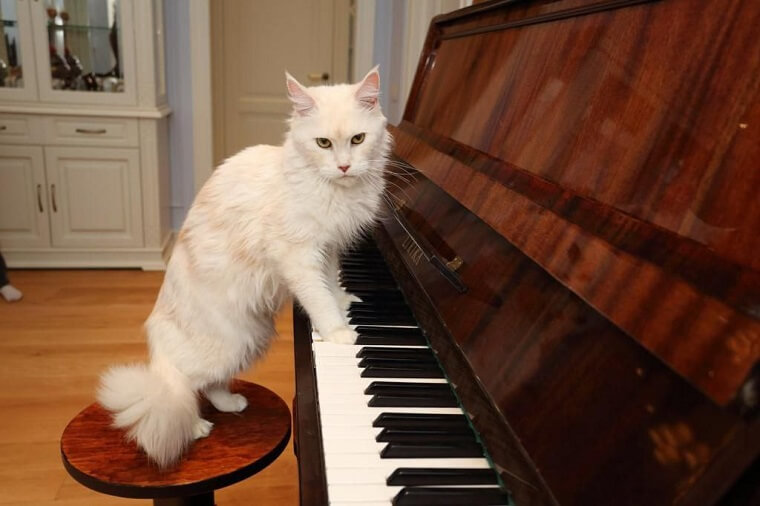 кот на новоселье играет на пианино