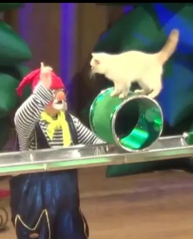шоу кошек и котов в Москве