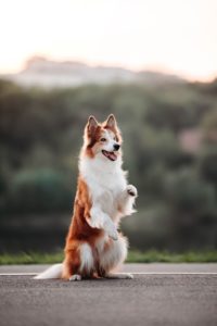 собака на фотосессию, аренда животных не съемку, животные на праздник, съемка в москве, реклама в москве, реклама животных, аренда птиц и животных в москве, питомцы на праздник