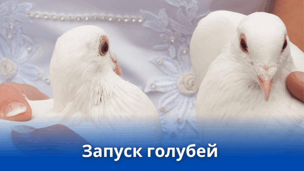запуск голубей на съемку, запуск голубей, голуби, птицы, птицы на фотосессию, птицы на съемку, аренда птиц, голуби на мероприятие, голуби москва