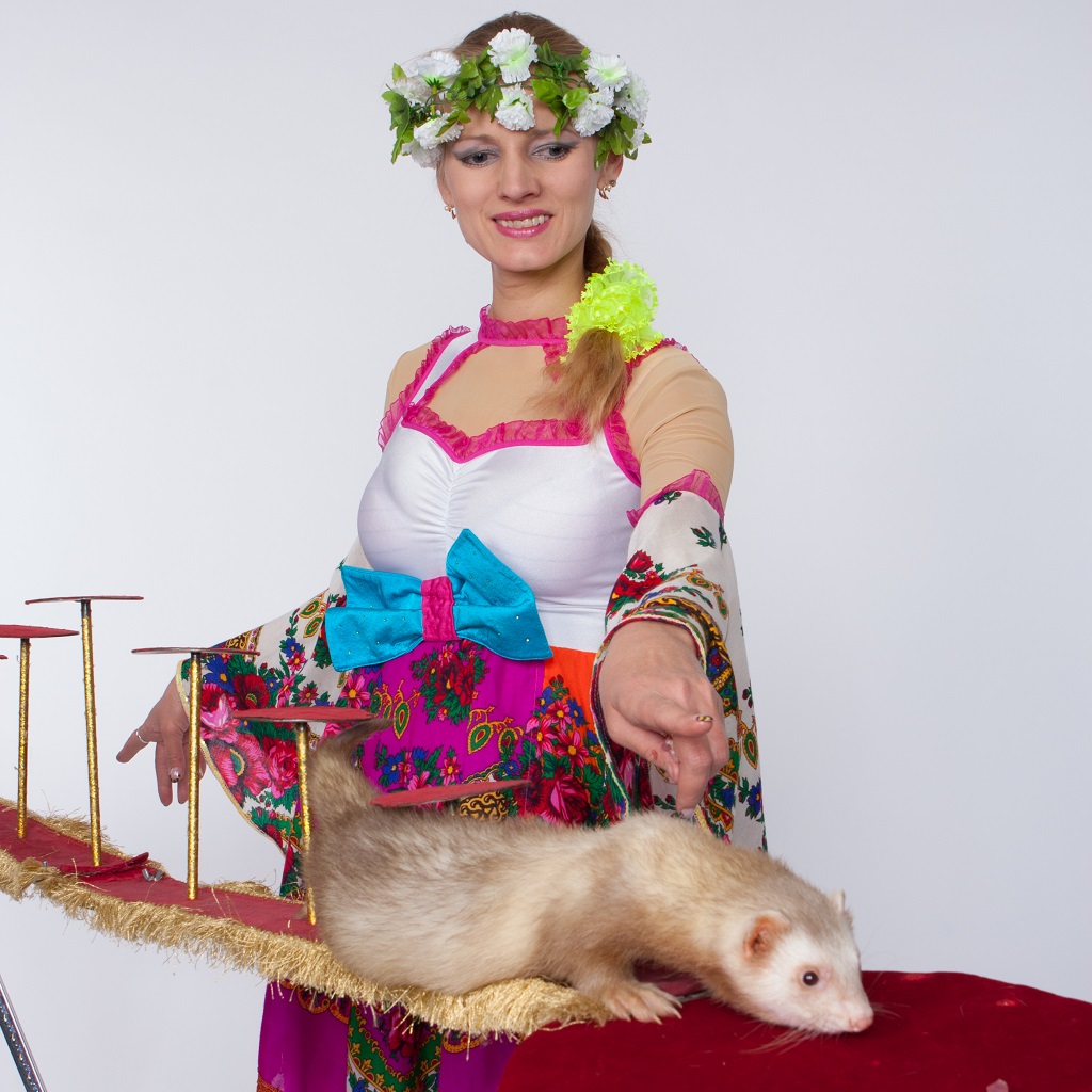 alt="Хорьки на праздник"